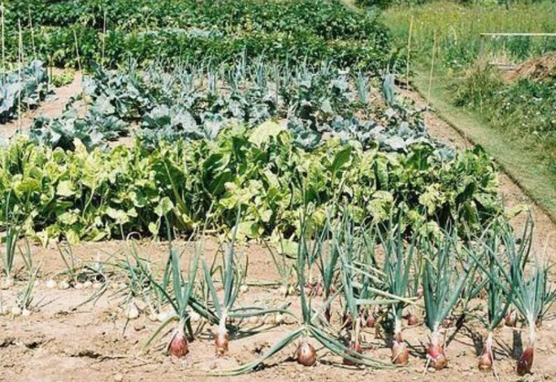 allotments available