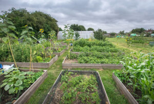 Dunmow - Jubilee Allotments