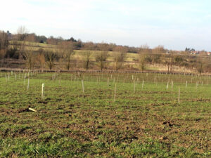 Dunmow - Langleys Tree Plantation